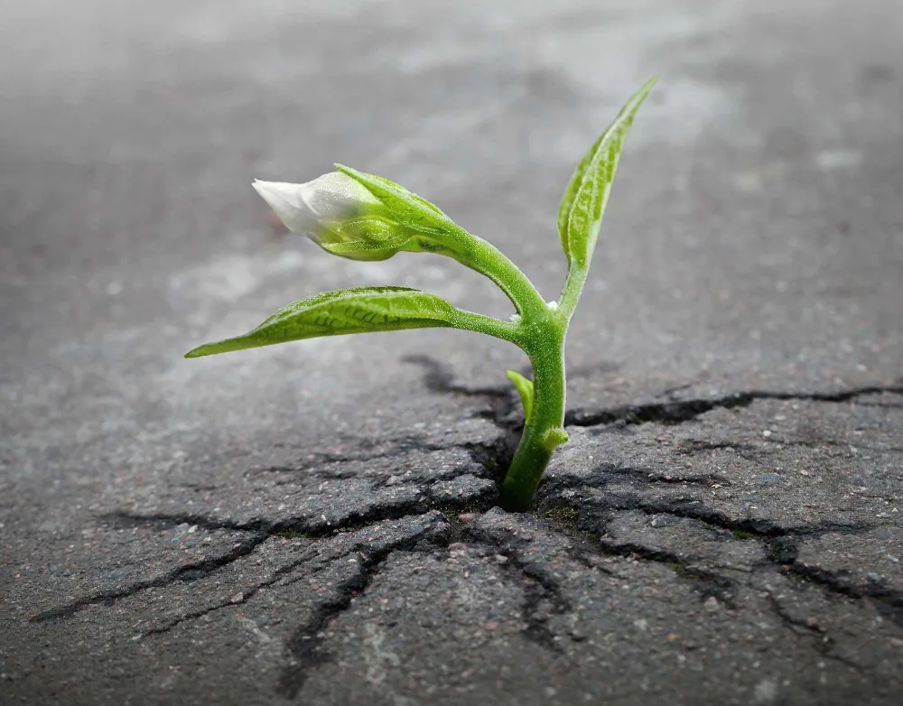 Asphalt-Risssanierung mit Vergussmasse